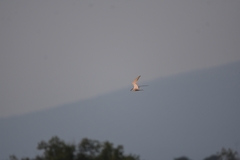 Sterna hirundo longipennis