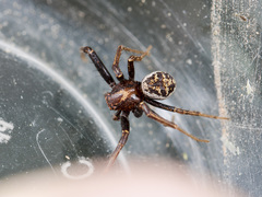 Xysticus dzhungaricus
