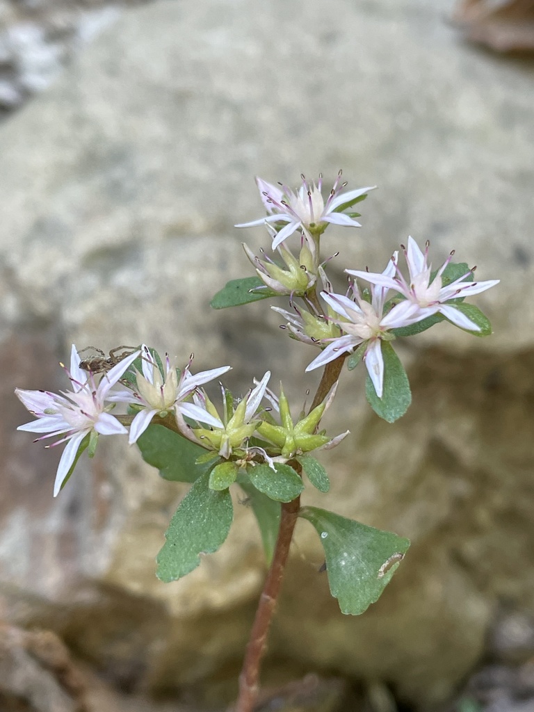 Creeping sedum