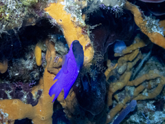 Gramma melacara
