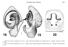 Xysticus dzhungaricus