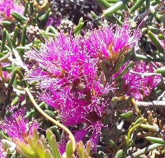 Melaleuca scabra