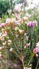 Erica terminalis