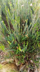 Erica terminalis