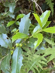 Ilex colchica