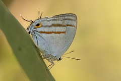 Paiwarria venulius