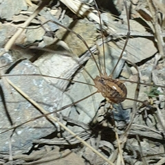 Cosmobunus granarius