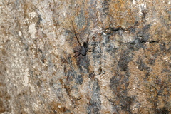 Ischyropsalis