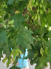 Acer tataricum