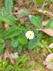 Lagenophora platysperma