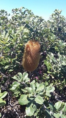 Banksia media