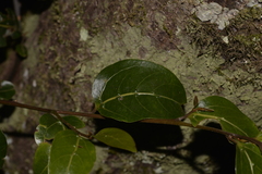 Cryptocarya foveolata
