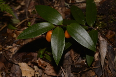 Drymophila moorei