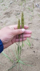 Leymus chinensis