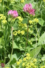 Trifolium medium