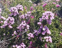Verticordia plumosa