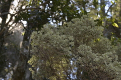 Acrotriche aggregata