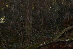 Acrotriche aggregata
