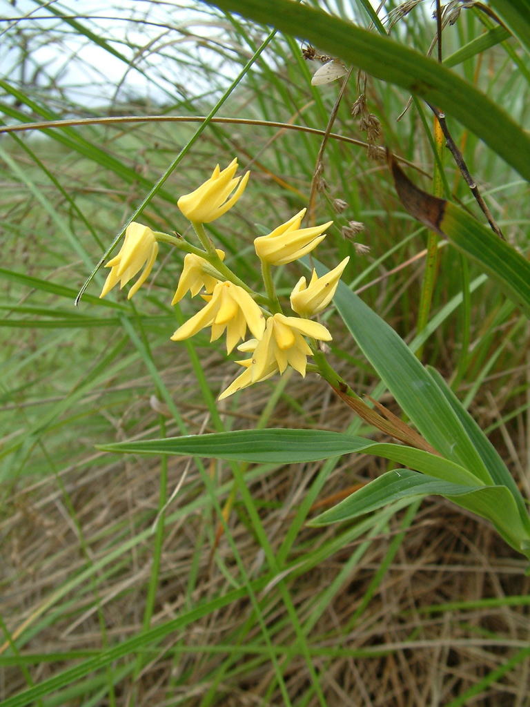 Polystachya microbambusa