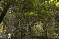 Acrotriche aggregata