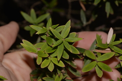Acrotriche aggregata