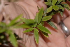 Acrotriche aggregata