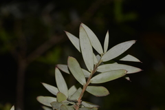 Acrotriche aggregata