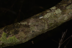 Acrotriche aggregata