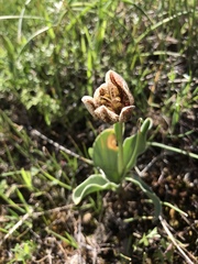 Fritillaria purdyi