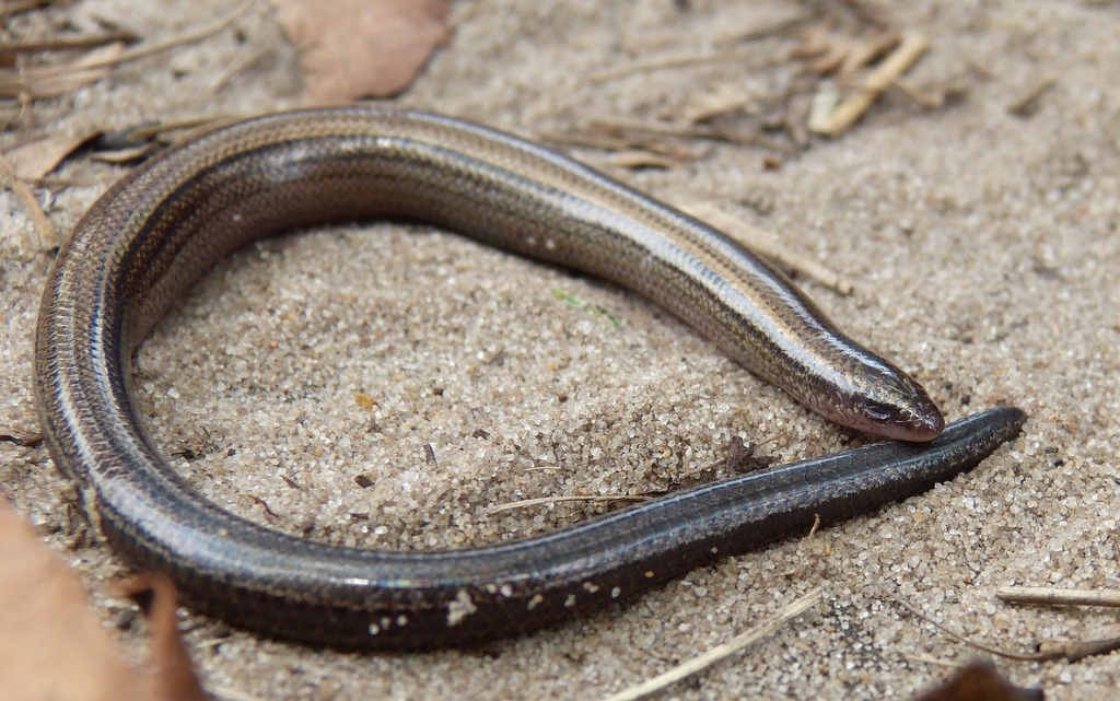 Fitzsimons' Dwarf Burrowing Skink From St Lucia On January 02, 2015 By 