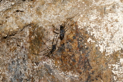 Ischyropsalis