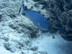 Xanthichthys ringens