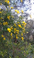 Adenocarpus telonensis