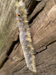 Phyllodesma tremulifolia