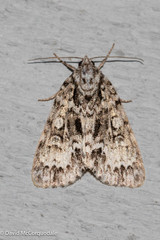 Acronicta fragilis
