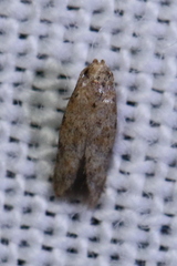 Gelechioidea