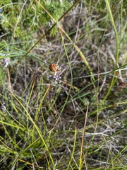 Odontotarsus