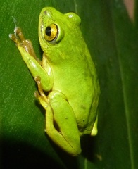 Hyperolius tuberilinguis