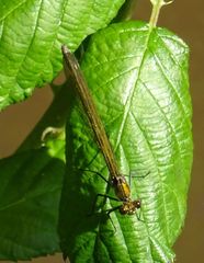 Calopteryx splendens