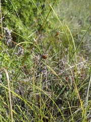 Odontotarsus