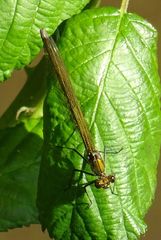 Calopteryx splendens