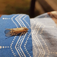 Macrostemum radiatum