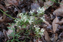 Grevillea pilulifera
