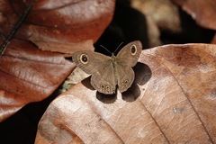 Ypthima horsfieldii humei