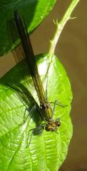 Calopteryx splendens