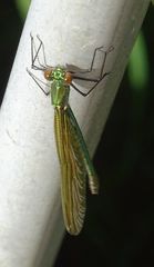 Calopteryx splendens