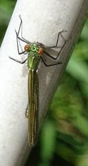 Calopteryx splendens