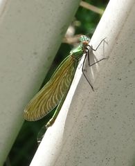 Calopteryx splendens