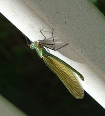 Calopteryx splendens