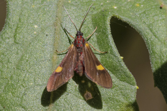 Rhynchopyga meisteri